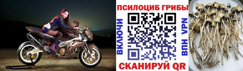 Псилоцибиновые грибы Psilocybe  Купить где  Сосновый Бор 