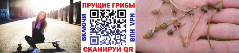Галлюциногенные грибы Psilocybe Сосновый Бор